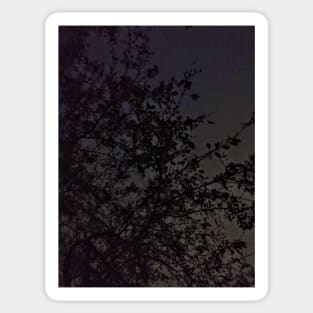 Night Tree Sticker